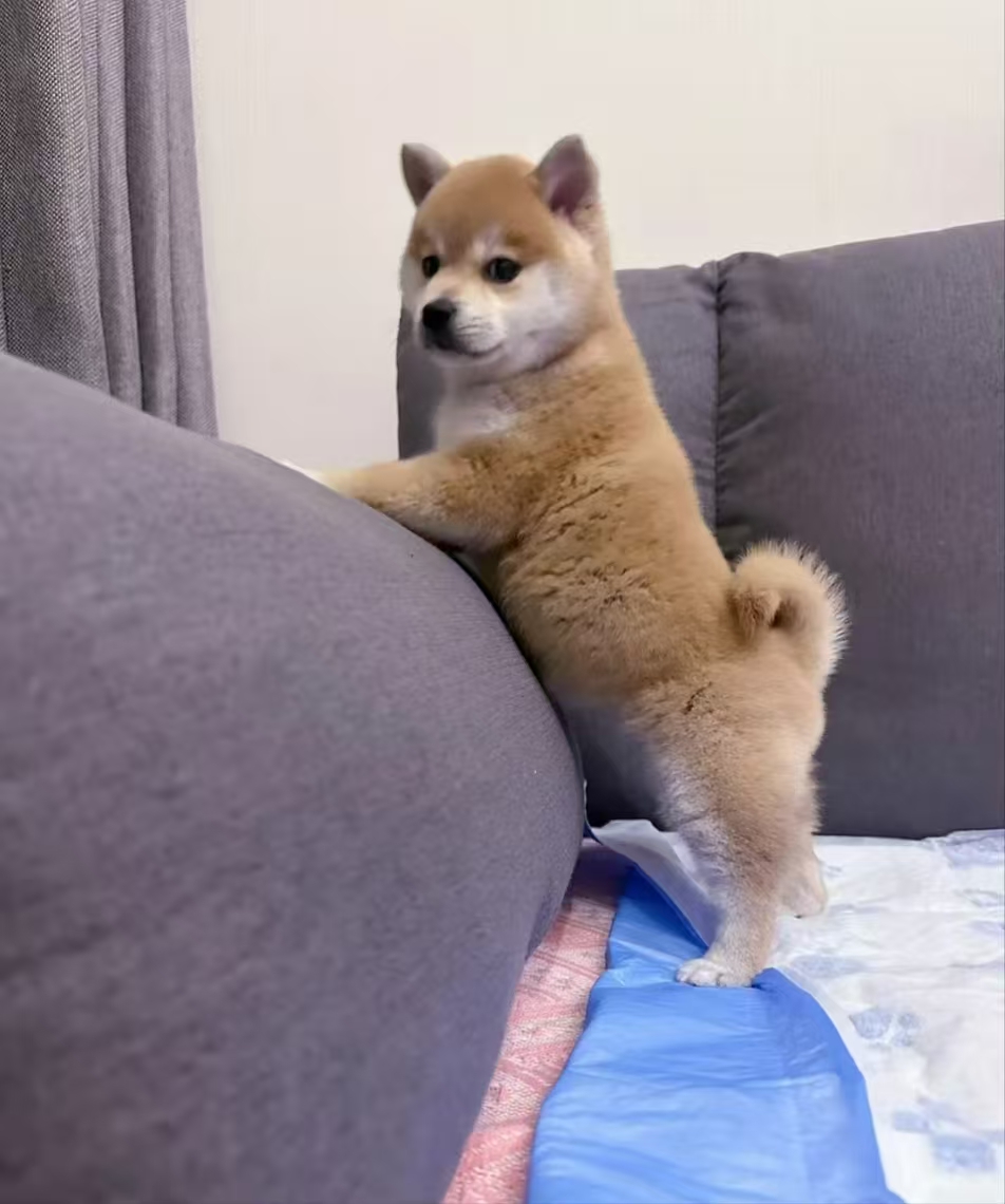 黄狗白面小日本